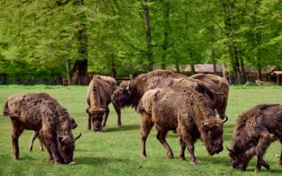 Hyundai partnerem Białowieskiego Parku Narodowego